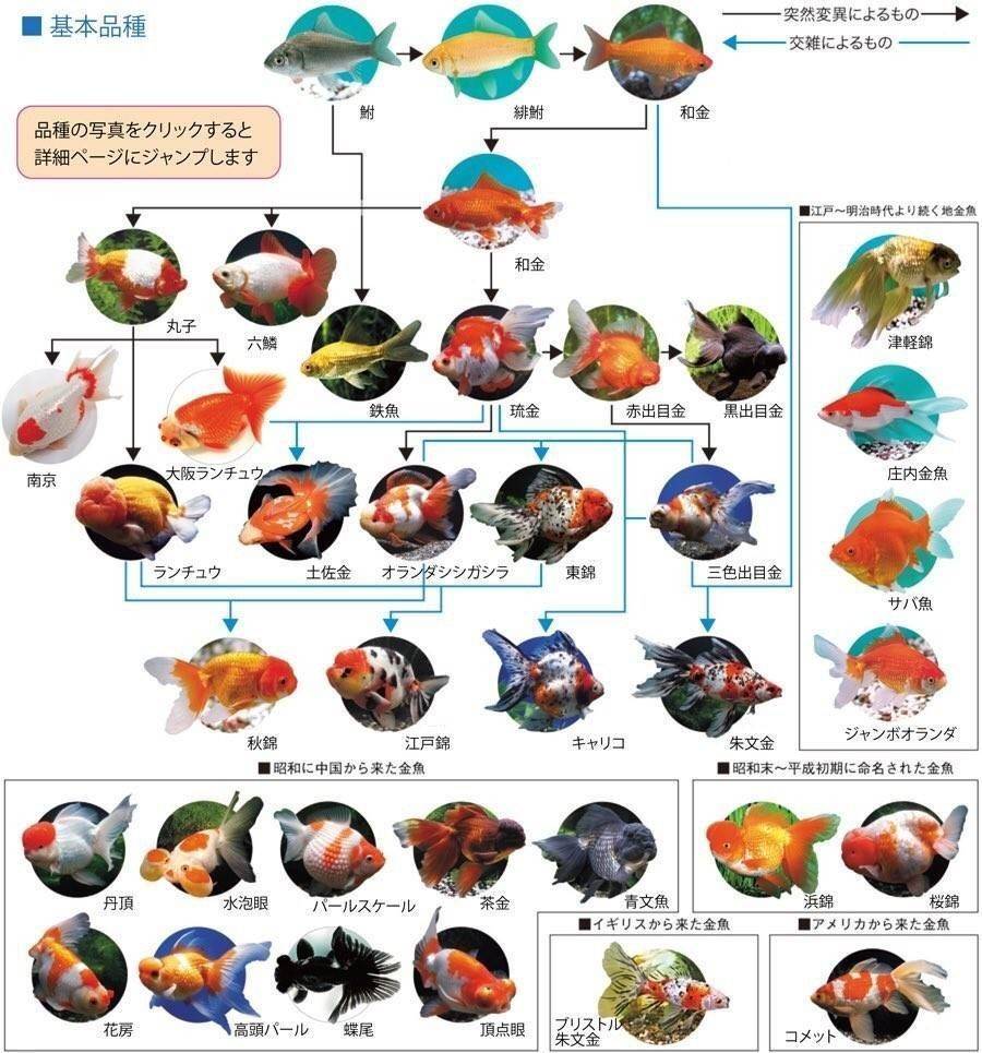 金魚族譜圖1