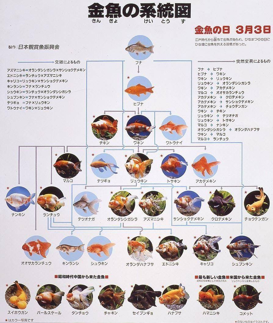 金魚族譜圖2